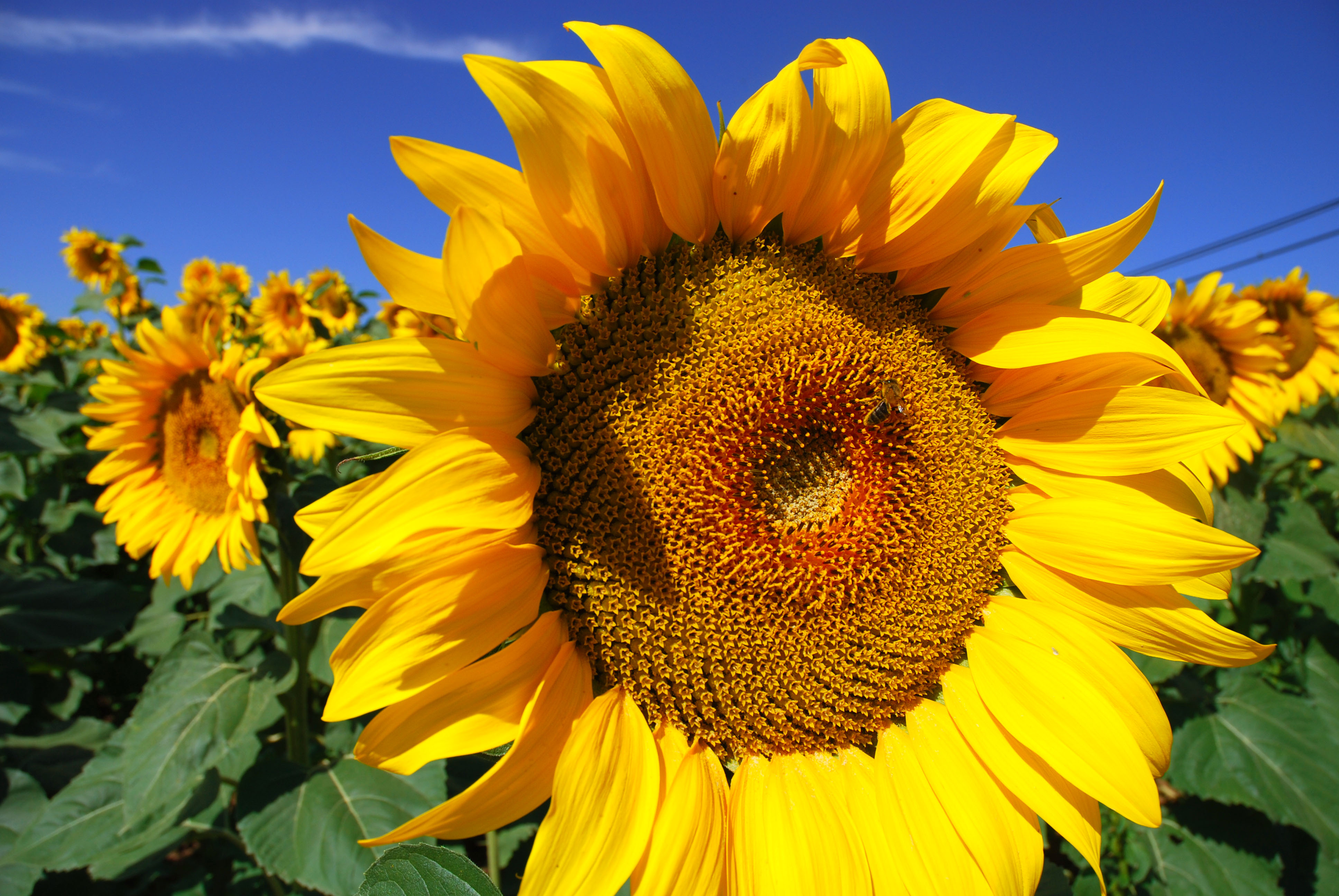 How To Grow Sunflowers How To Grow Stuff